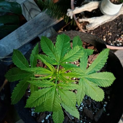 Genética desconhecida growlog photo: Início da 5a Semana