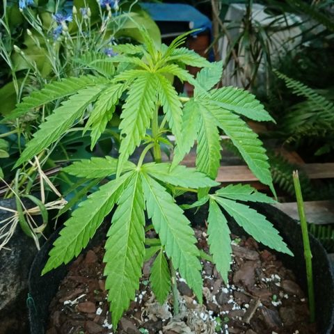 Genética desconhecida growlog photo: 5S/4D