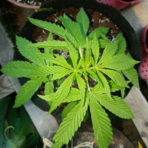 Genética desconhecida growlog photo: 5S/4D