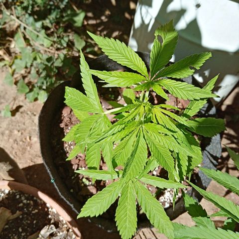 Genética desconhecida growlog photo: 5S/D5