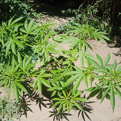 Genética desconhecida growlog photo: 8S/D6