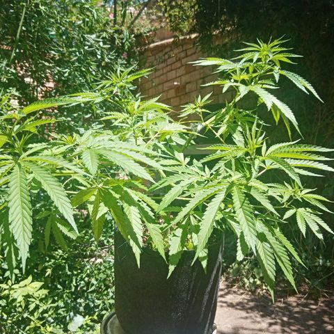 Genética desconhecida growlog photo: Início da 9a Semana