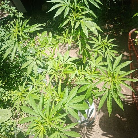 Genética desconhecida growlog photo: Início da 9a Semana
