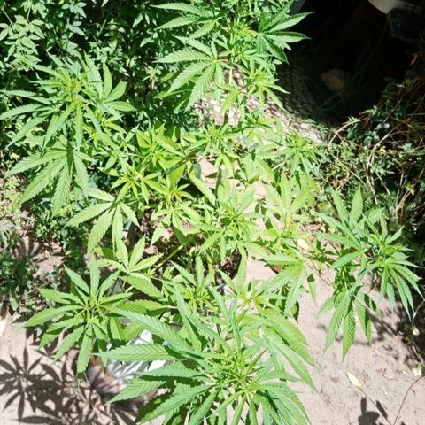 Genética desconhecida growlog photo: 9S/4D