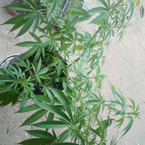 Genética desconhecida growlog photo: 9S/D5