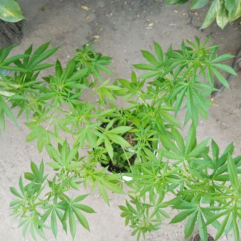 Genética desconhecida growlog photo: 9S/D6
