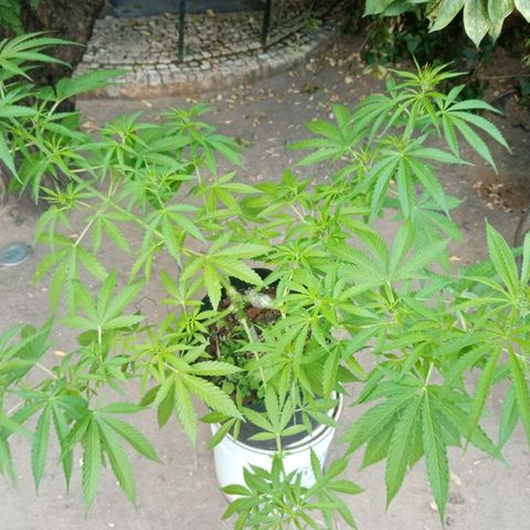 Genética desconhecida growlog photo: 9S/D6
