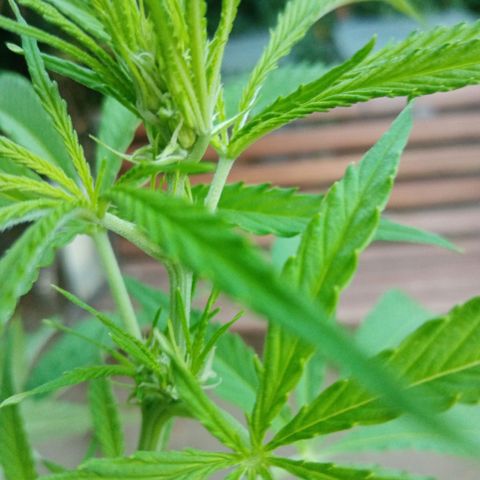 Genética desconhecida growlog photo: 9S/D6