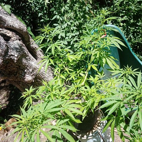 Genética desconhecida growlog photo: 10S/D2