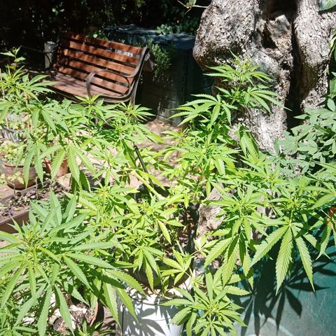 Genética desconhecida growlog photo: 10S/D2