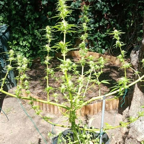 Genética desconhecida growlog photo: 12S/D3