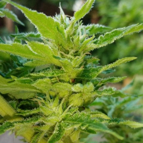 Genética desconhecida growlog photo: 14S/D3
