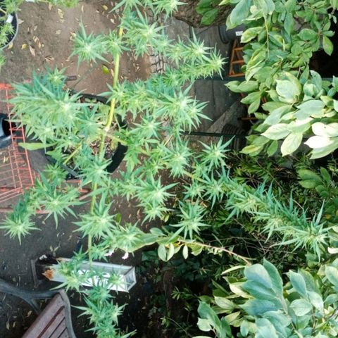 Genética desconhecida growlog photo: 14S/D3