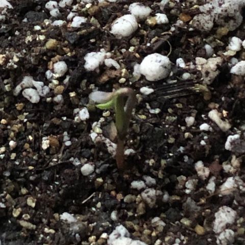 Sol Y Mar XXL growlog photo: A planta se comportou de maneira atípica após sair da terra, demorou 2 dias para soltar a casca e os cotíledones ainda não subiram para receber iluminação, fiquei receoso mas estou confiante, afinal plantas híbridas com Ruderalis são extremamente resistentes, acredito que não irá atrapalhar o processo de crescimento, cheguei a pensar que estava atrofiada, mas o caule anda crescendo bem. 