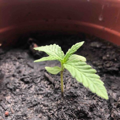 Frozen Br growlog photo: Por aqui seguimos evoluindo, crescendo alguns milímetros todos os dias, nota-se pelo caule com marca de terra. Faz 07 dias desde a última rega, o solo ainda segue úmido devido o tempo mais frio com intensidade do sol mais ameno. As primeiras folhas de 03 pontas vem aí. 