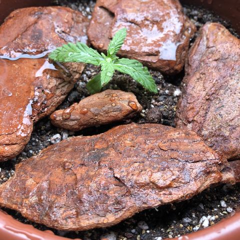 Frozen Br growlog photo: Por esses dias tempo de chuva, frio e pouco sol, mas ela segue evoluindo no seu próprio ritimo. 
