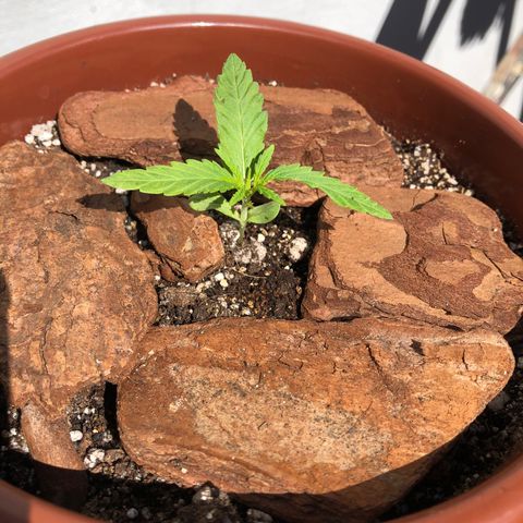 Frozen Br growlog photo: Tivemos um acidente ontem. Meu cachorro deu uma mordida e arrancou uma folhinha, acredito que vai estressar a planta mas nada comprometedor, logo se recupera. 