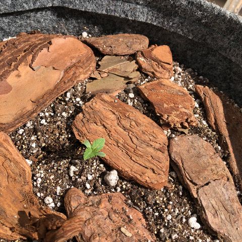 Sol Y Mar XXL growlog photo: É, parece que ela está travada, pra piorar, ontem meu dog encontrou o vaso e cavucou a terra, encontrei ela caída com o caule exposto, com certeza vai travar ainda mais o crescimento, paciência é a chave agora 🙏🏻🙌