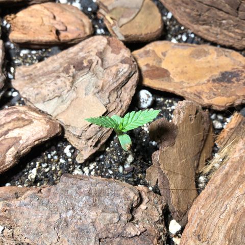Sol Y Mar XXL growlog photo: Seguindo 