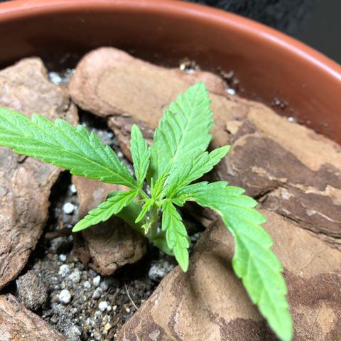 Frozen Br growlog photo: Seguimos evoluindo 