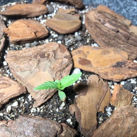 Sol Y Mar XXL growlog photo: …