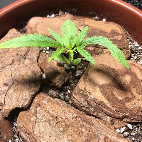 Frozen Br growlog photo: …