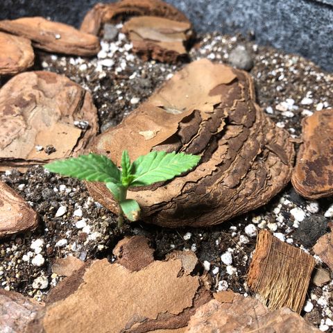 Sol Y Mar XXL growlog photo: …