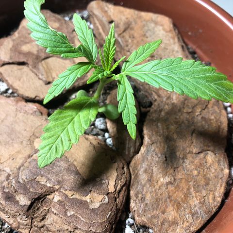 Frozen Br growlog photo: …