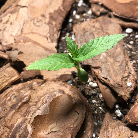 Sol Y Mar XXL growlog photo: …