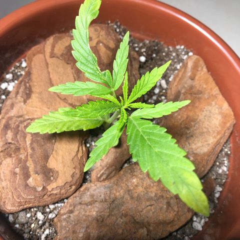 Frozen Br growlog photo: …