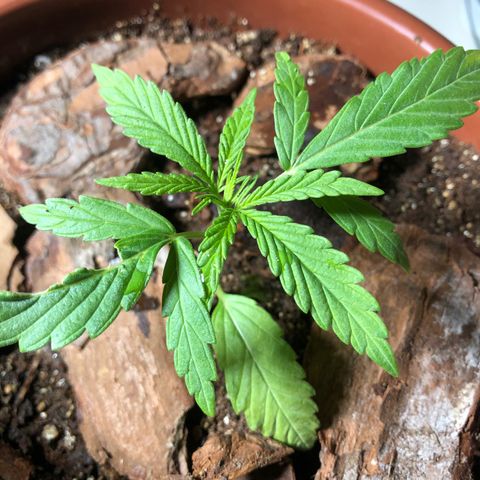 Frozen Br growlog photo: …