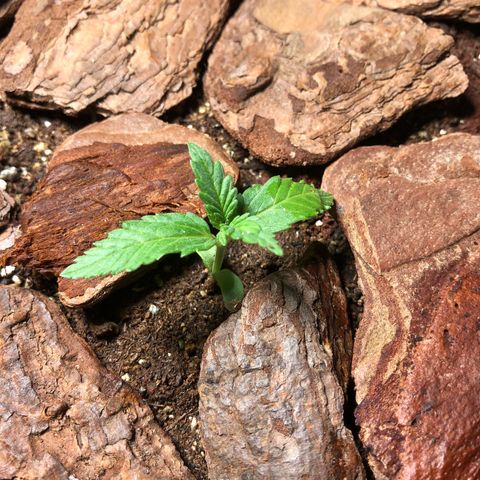 Sol Y Mar XXL growlog photo: Seguindo 