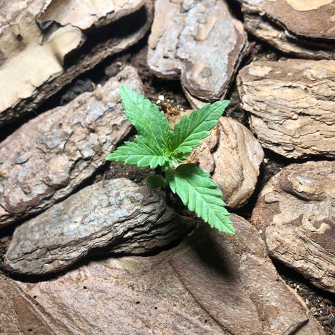 Sol Y Mar XXL growlog timeline photo