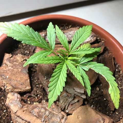 Frozen Br growlog timeline photo