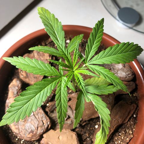Frozen Br growlog photo: Linda 🤩 
