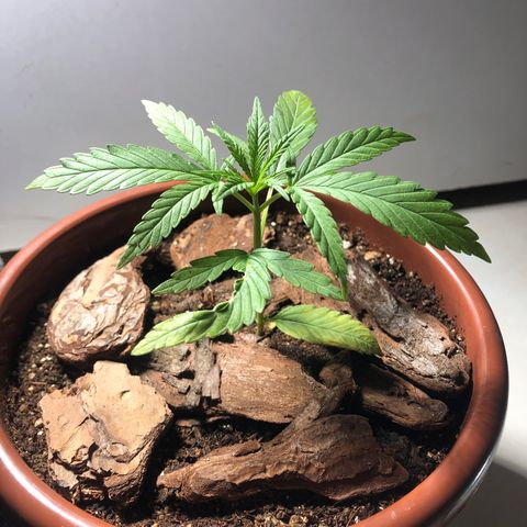 Frozen Br growlog photo: Linda 🤩 