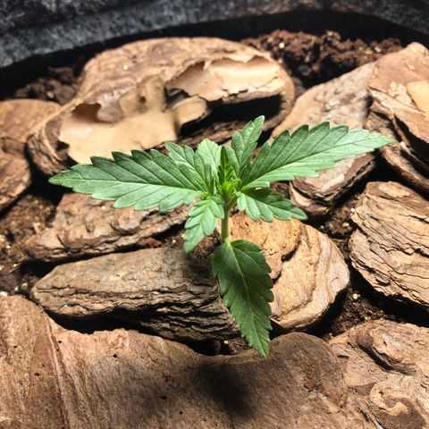 Sol Y Mar XXL growlog timeline photo