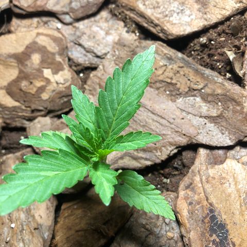 Sol Y Mar XXL growlog timeline photo
