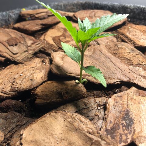 Sol Y Mar XXL growlog timeline photo