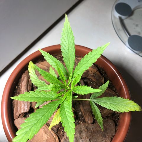 Frozen Br growlog timeline photo