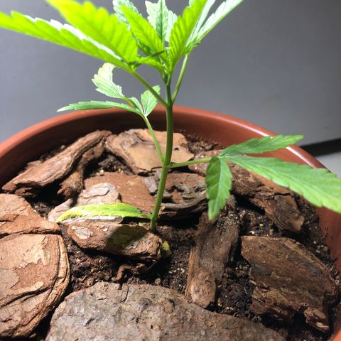 Frozen Br growlog timeline photo
