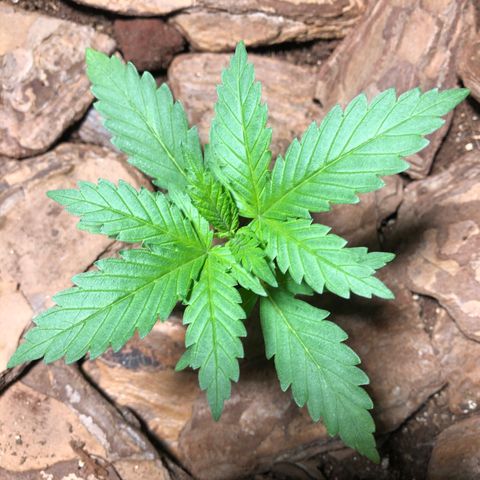 Sol Y Mar XXL growlog timeline photo