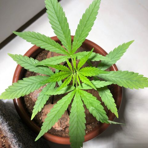 Frozen Br growlog timeline photo