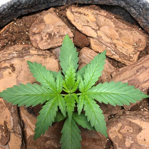 Sol Y Mar XXL growlog photo: Linda menina 