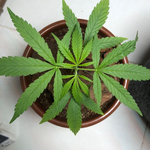 Frozen Br growlog photo: Feito poda FIM