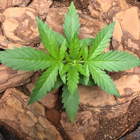 Sol Y Mar XXL growlog timeline photo