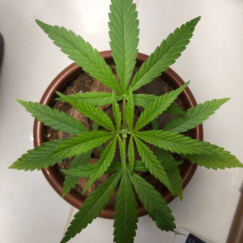 Frozen Br growlog timeline photo