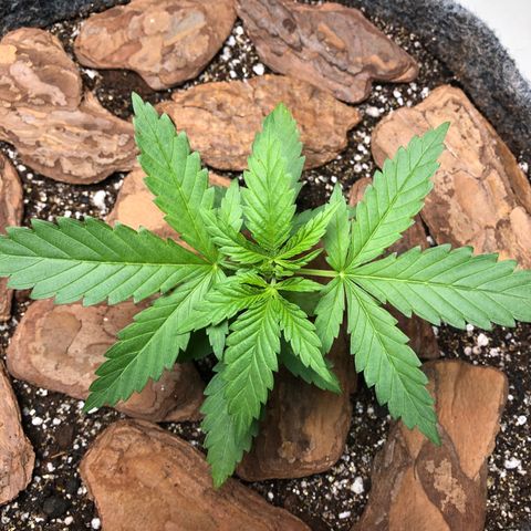 Sol Y Mar XXL growlog timeline photo