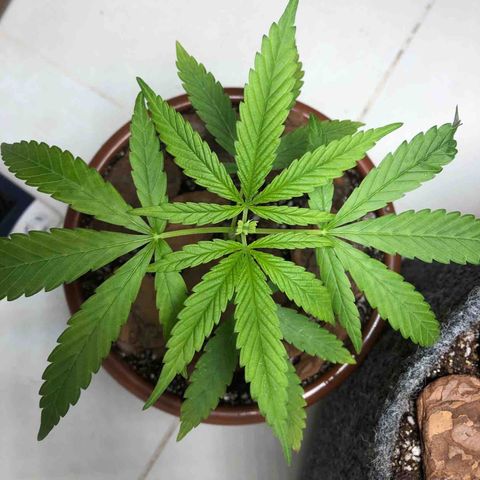 Frozen Br growlog photo: Aparentemente está com deficiência de algum nutriente, creio ser devido a terra preta que usei no início. Adicionei terra nova por cima e reguei, veremos como irá reagir  