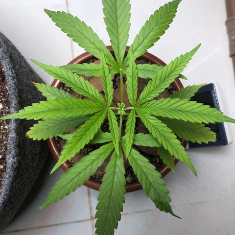 Frozen Br growlog photo: E a resposta foi essa, algumas pontas das folhas queimadas indicando excesso de nutrientes, agora é paciência. 